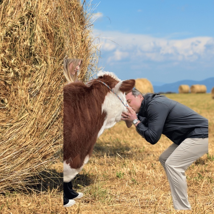 man kissing cow in hayfield