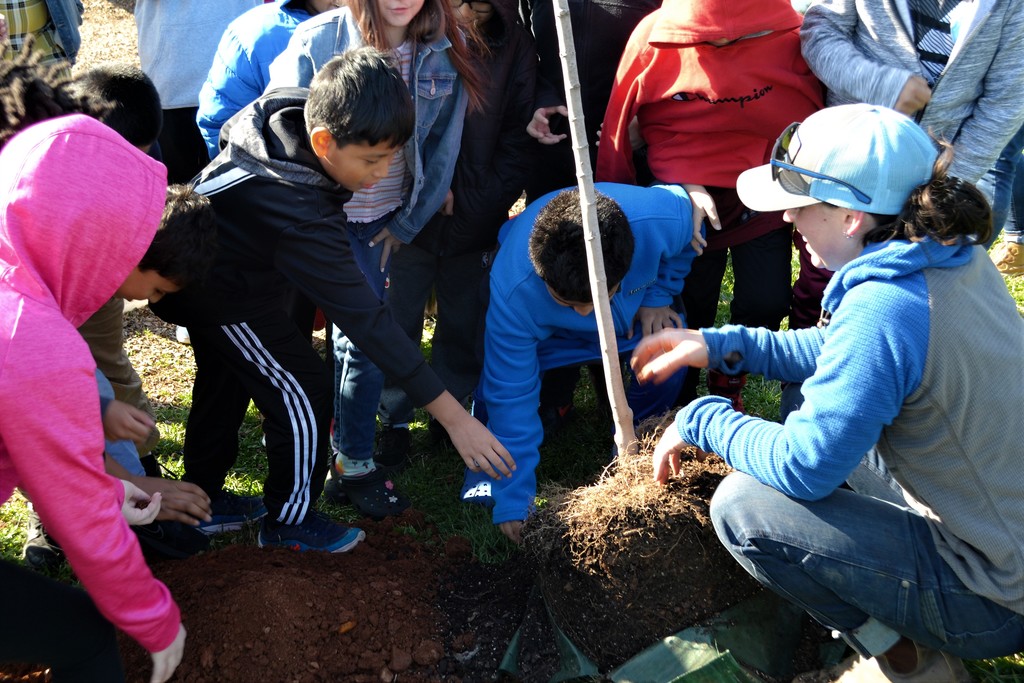 4th graders helping to plant the Maple tree
